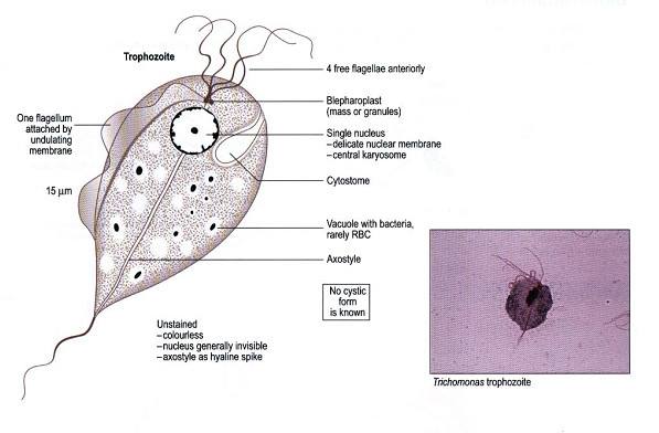 Trichomonas là tên gọi một loại trùng roi có hại, kí sinh ở vùng kín của phụ nữ nếu mắc bệnh