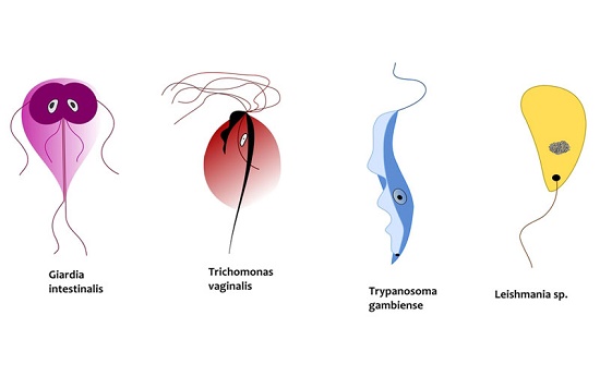  Nhiễm trichomonas ở phụ nữ thường gây ra viêm âm đạo